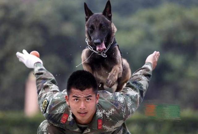 馬犬“最火”的5大緣故，養過的人都了解