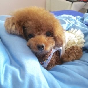 五歲狗狗感冒了能痊愈么