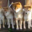 發現病犬時的對策