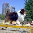 經常消毒可防犬感染疾病