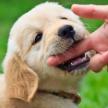 制止寵物犬踢翻垃圾桶的方法有哪些