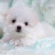 給寵物犬打預防針應知道的事情