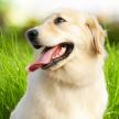 哪些食物不宜喂給愛犬吃？