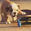 母犬懷孕后還可以洗澡嗎