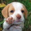 母犬懷孕期間應該怎樣吃