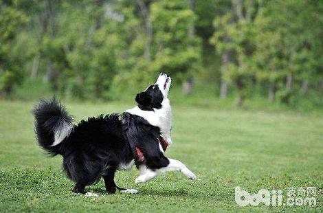 邊境牧羊犬為什么肉墊會開裂？