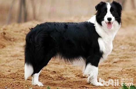 邊境牧羊犬不會配種怎么辦？