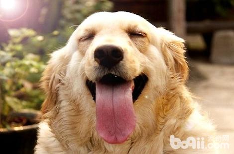 金毛犬什么情況下會導致鼻子干裂？
