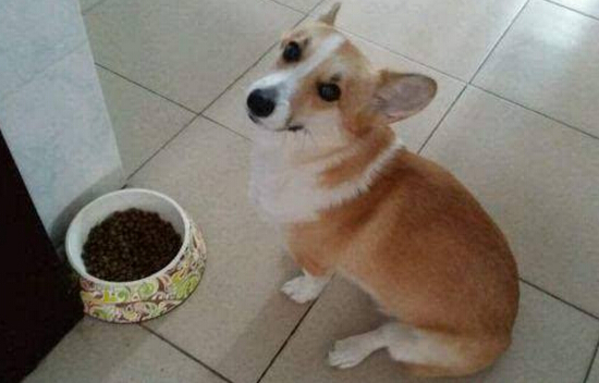 狗狗挑食怎么辦