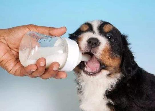 狗狗成才的四個階段，該怎樣科學研究飼養？