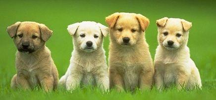 狗狗成才的四個階段，該怎樣科學研究飼養？