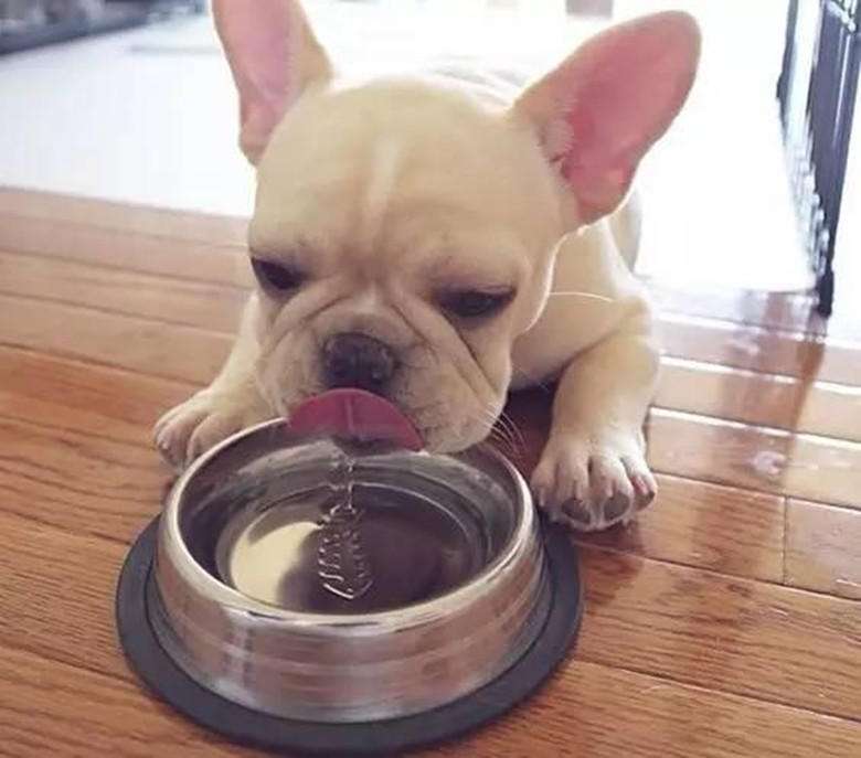 狗狗怎么判定是缺鈣？