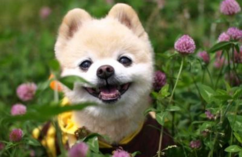 養<a href=/ target=_blank class=infotextkey>寵物</a>心得分享- 犬耳螨用什藥好，狗有耳螨用什藥，醫治狗狗滿蟲的藥