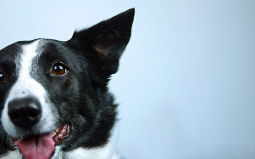 養寵物心得分享- 犬耳螨用什藥好，狗有耳螨用什藥，醫治狗狗滿蟲的藥