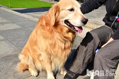 金毛犬的鼻子上毛禿了是舔的嗎？
