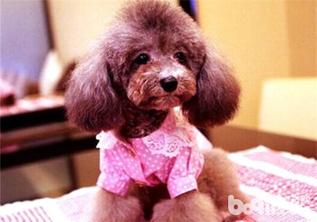 泰迪犬口臭有哪些原因？怎么解決？