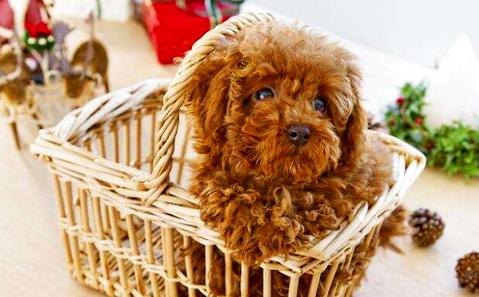 泰迪犬口臭有哪些原因？怎么解決？