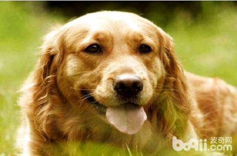 金毛犬的鼻子上毛禿了是舔的嗎？