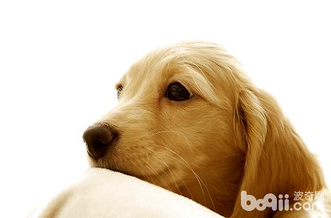 金毛犬的鼻子上毛禿了是舔的嗎？