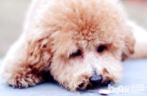 泰迪犬口臭有哪些原因？怎么解決？