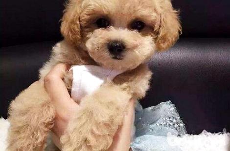 泰迪打完疫苗后拉稀了正常嗎？