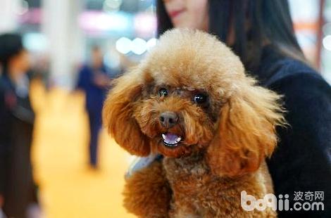 泰迪犬莫名其妙腿瘸了是為什么？