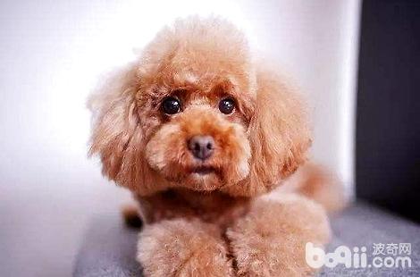 泰迪犬的屁股掉毛很嚴重是什么原因？