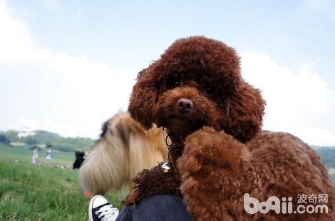 泰迪犬的屁股掉毛很嚴重是什么原因？