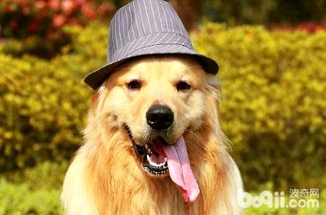 為什么金毛犬的鼻子在冬天就褪色？