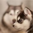 解析母犬產后的飲食運動事項