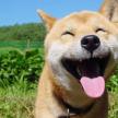 新生犬出生后該如何護理