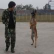 什么是機械訓犬?