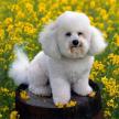 訓練犬學會攀登的方法