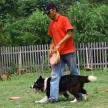 犬的幾個禁止訓練