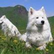 訓練犬出入門洞大小便