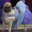 五個“利用”把犬訓好