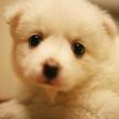 寵物主人一定要為愛犬補鈣嗎？