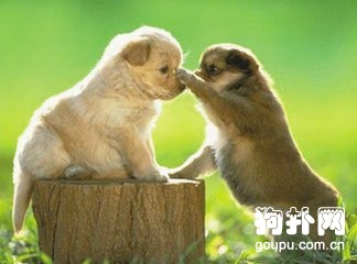 狗狗打架是因為什么原因引起的？