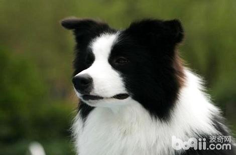 邊境牧羊犬有鼻涕是感冒了嗎？