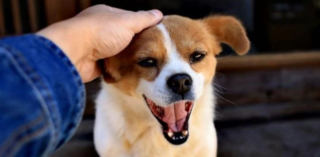 狗狗認主人會有哪幾個表現呢？