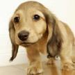臘腸犬特征及喂養