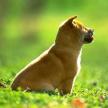 怎樣訓練犬在地上安靜坐著