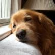 喂養未斷奶的寵物犬方法