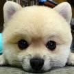 母犬繁育后吃什么下奶