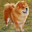 運用食物訓犬技巧