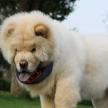 怎樣訓練犬的正確吠叫?
