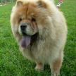 訓犬的原則和技巧