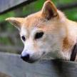 兩個快速訓犬的方法
