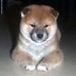 哪些犬用作訓練好?