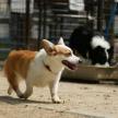 對犬獎勵要注意及時性